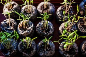 multi sown seedlings in cells, tom-jur-iH-dKBV2mZc-unsplash;