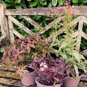 plants bought, bench, beetham nurseries, geranium, penstemon