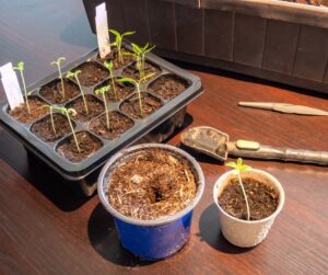 seedlings, photo by Animaflora on canva, blue plant pot, coir pot, modular proagation tray