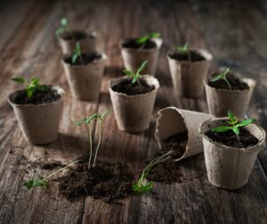 seedlings, coir pots, pricking out seedlings