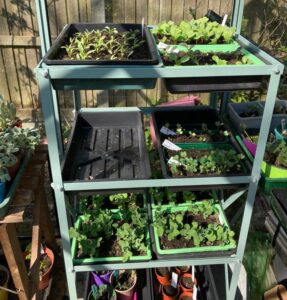 seedlings on rack in greenhouse, original photo marie shallcross
