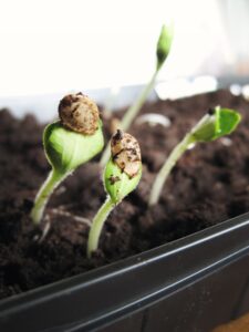 seedlings, seed leaves,jen-theodore-Tys0QOcdbBA-unsplash