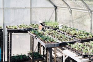 seedlings, staging, greenhouse, insulation, annie-spratt-ubBBg-Usq6M-unsplash