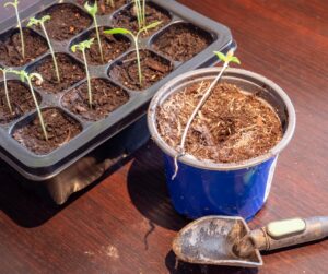 showing seedling root, pricking out seedlings, photo by Animaflora on canva, blue plant pot, trowel