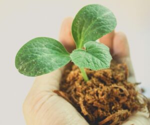 squash seedling, photo by iconO com on pexels