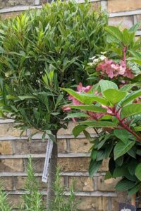 standard bay laurel, sweet bay, laurus nobilis angustifolia, standard hydrangea, rosemary