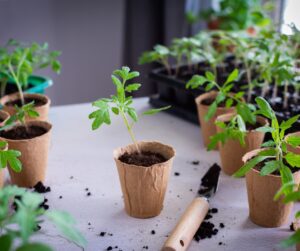 tomato seedlings, coir pots, propagation