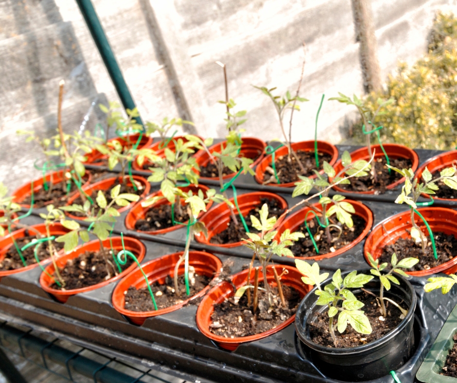 tomato seedlings in greenhouse