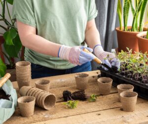 using small hand trowel to move seedling, photo by pundapanda on canva;