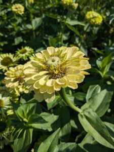 herb garden at woolbeding, garden rooms, garden visit, woolbeding, west sussex
