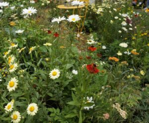 All About Asteraceae, RHS Hampton Court 2024