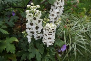 Britain in Bloom 60th Anniversary, RHS Feature Gardens 2024, Hampton court