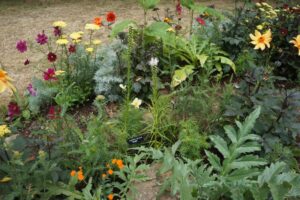 All About Asteraceae, RHS Hampton Court 2024