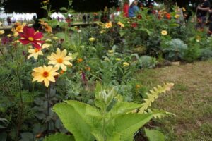 All About Asteraceae, RHS Hampton Court 2024
