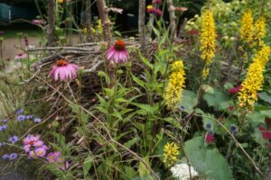 All About Asteraceae, RHS Hampton Court 2024