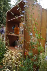 All About Asteraceae 2024 RHS Hampton Court