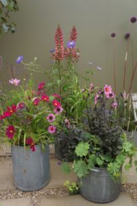 container planting, peat free garden, Show Gardens 2024 RHS Hampton Court