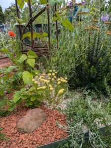 Resilient Pocket Planting, 2024, RHS Hampton Court show