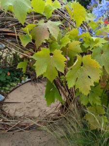 Resilient Pocket Planting, 2024, RHS Hampton Court show
