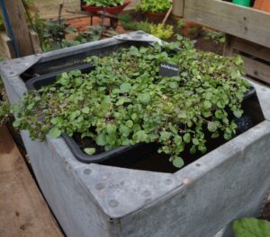 watercress growing in old galvanised tank, RHS Hampton court 2024