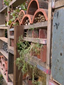 bug homes