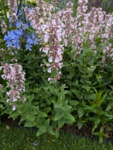 clary sage