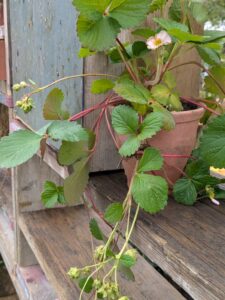 strawberries in clay plant pot