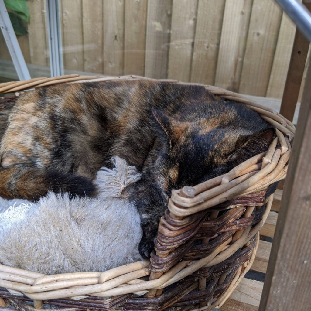 Mulan asleep in basket, greenhouse, tortoiseshell cat