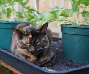 Mulan in greenhouse, potting tray, tortoishell cat