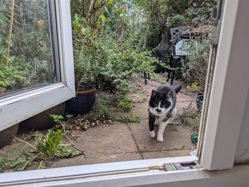 elderly black & white cat in garden
