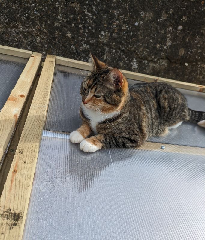 river, cold frame, cats in the garden, tabby cat