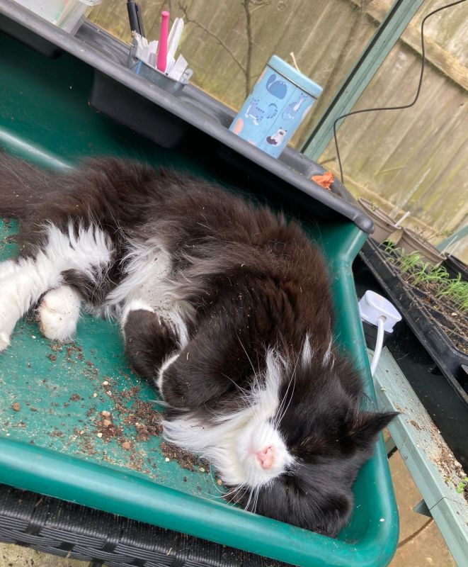 zorro in greenhouse, black and white cat