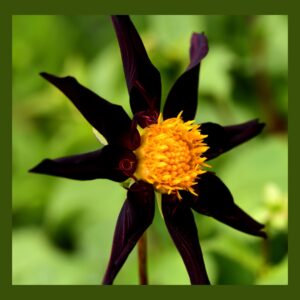 Dahlia 'Verrone's Obsidian' , original photo by michelR45 from getty images;