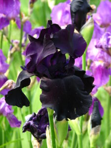Iris 'Old Black Magic', bearded iris, From the collection of the Botanical Garden of Moscow State University; Kor!An (Андрей Корзун), CC BY-SA 3.0 , via Wikimedia Commons;