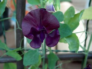 Lathyrus odoratus, purple-black sweet pea, Anneli Salo, CC BY-SA 3.0 , via Wikimedia Commons;