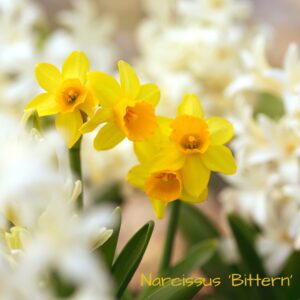 Narcissus 'Bittern', division 12 daffodil, photo by elenasendler on canva from getty images;