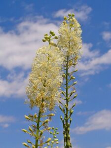 Actaea racemosa, flower spikes, Cimicifuga racemosa, black snakeroot, rattlesnake weed, H. Zell, CC BY-SA 3.0 , via Wikimedia Commons;