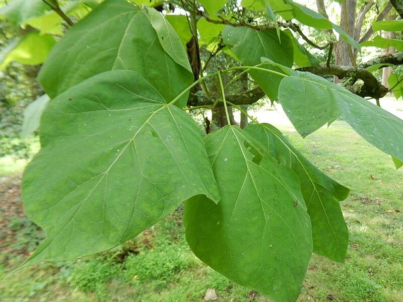 Catalpa bignonioides, Indian bean tree, Morris Arboretum, Philadelphia, Shuvaev, CC BY 4.0 , via Wikimedia Commons