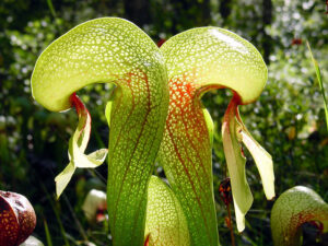 Darlingtonia californica, cobra lily, Californian pitcher plant, carnivorous, NoahElhardt (talk · contribs), CC BY-SA 3.0 , via Wikimedia Commons;