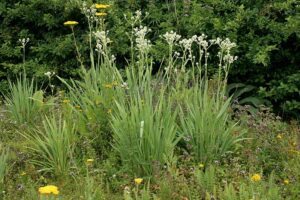 Eryngium agavifolium, Eryngium yuccafolium, button snakeroot, Sten Porse, CC BY-SA 3.0 , via Wikimedia Commons;