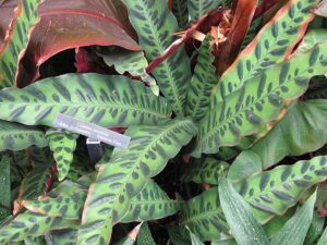 Goeppertia insignis, rattlesnake plant, Calathea lancifolia