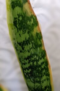 Dracaena trifasciata , Sansevieria, snake plant