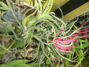 Tillandsia caput-medusae, cobra lily, air plant, epiphyte