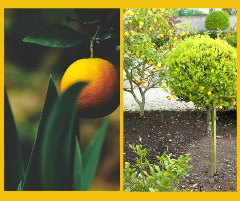 Orange Fun Oranges and Lemons Fun Facts | Garden Teacher Writer