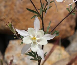 White columbine, aquilegia