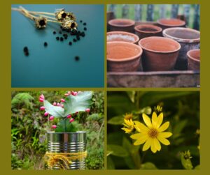 7 Plant-Savvy Tips for Budget Gardening Blog header, Marie Shallcross, plews potting shed, gardening writer, gardening teacher, garden designer & consultant, gardening workshops, gardening talks