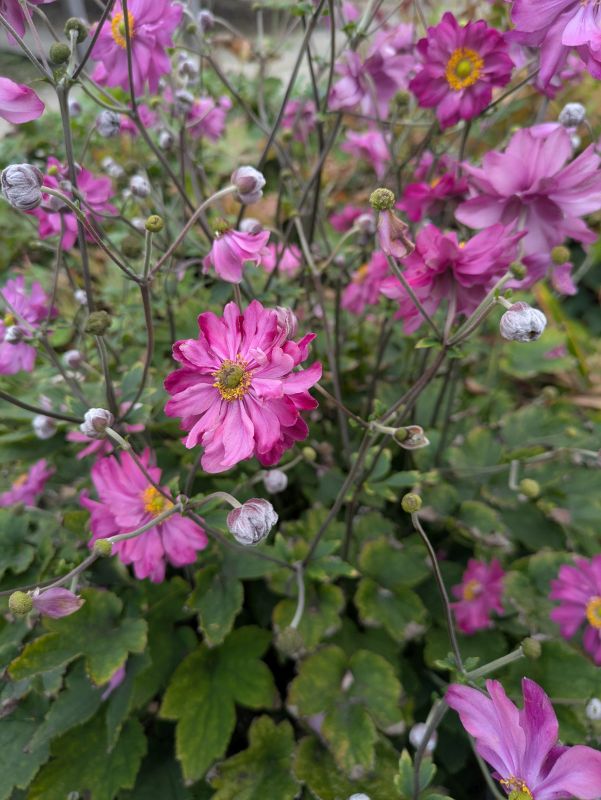 anemone hupensis pretty lady, pink double flowered japanese anemone
