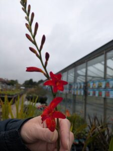 crocosmia hellfire, plant nursery