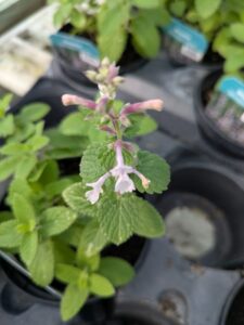 nepeta whispurr pink, catmint, herbaceous perennnial