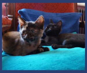 How to Kitten Proof Your Garden blog header, plews potting shed, marie shallcross, gardening writer, gardening teacher, garden designer & consultant, gardening workshops, gardening talks